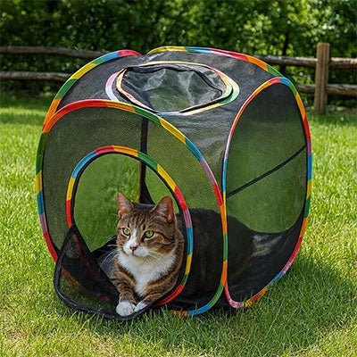 tunnel chat parfaite. - Royaumedechat.com